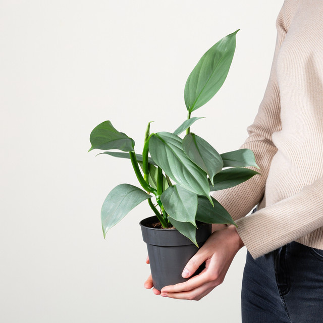 Philodendron Grey von BLUME2000 in Grau und Grün - Bild 1