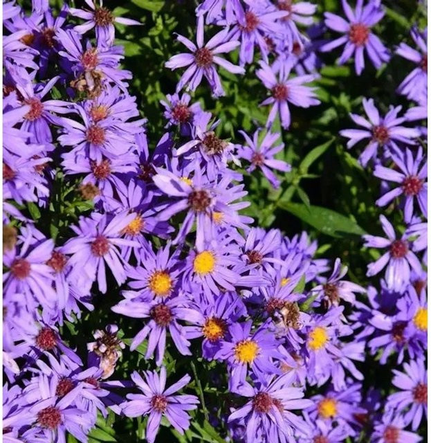 Kissenaster Herbstpurzel Aster dumosus lila Bodendecker Stauden - Bild 1