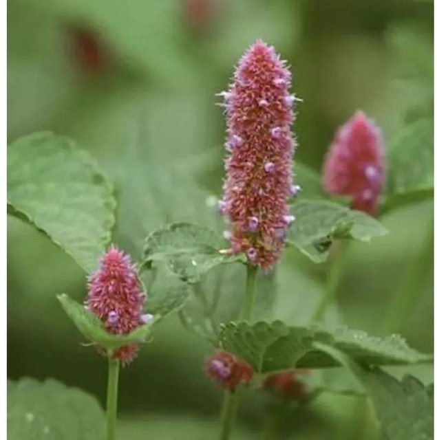 Agastache rupestris Felsennessel als mehrjährige Gewürz- und Teepflanze für den Garten - Bild 1