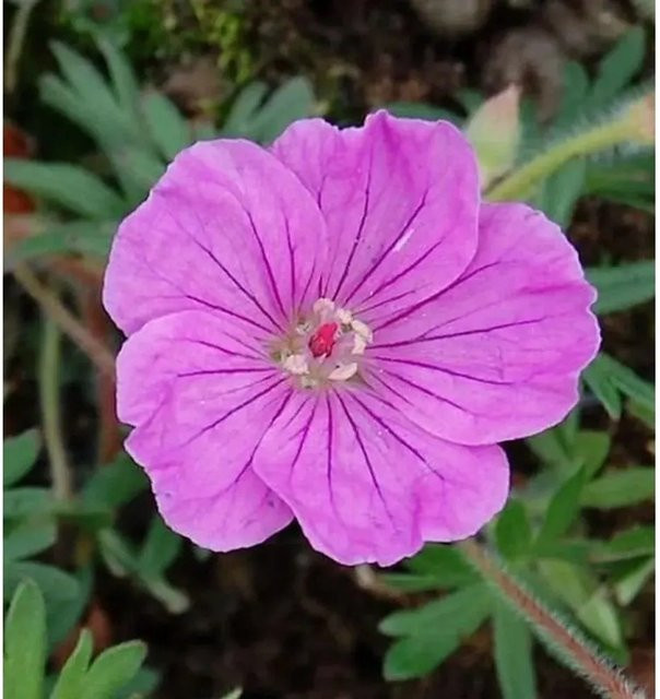 Storchenschnabel Geranium sanguineum Ankums Pride pink als Stauden-Bodendecker - Bild 1