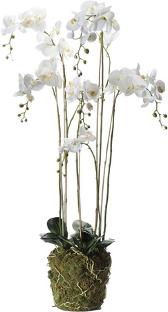 Künstliche Orchidee Marie von Aplanta, Höhe: 145 cm