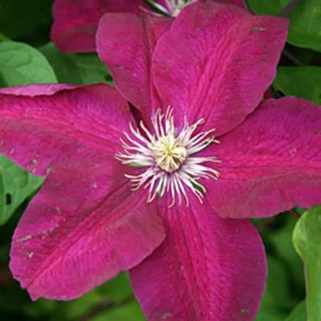 Großblumige Clematis Waldrebe Rouge Cardinal von arborix in Rot und Beige, 50 bis 60 cm im Container - Bild 1