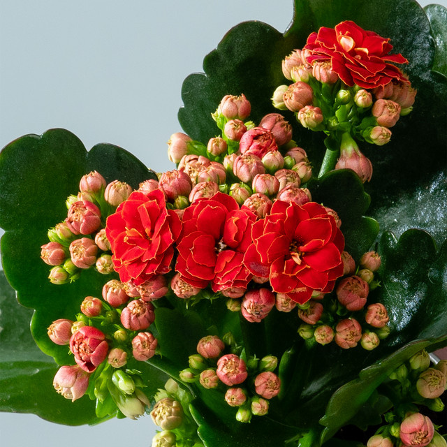 Kalanchoe Calandiva Rot von BLUME2000, 3 Stück blühende Topfpflanzen - Bild 1