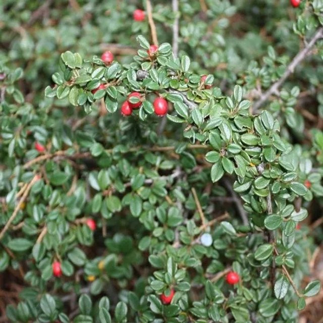 Arborix Teppichmispel Skogholm Cotoneaster suecicus als immergrüner Bodendecker im Container, Höhe: 40 bis 60 cm - Bild 1