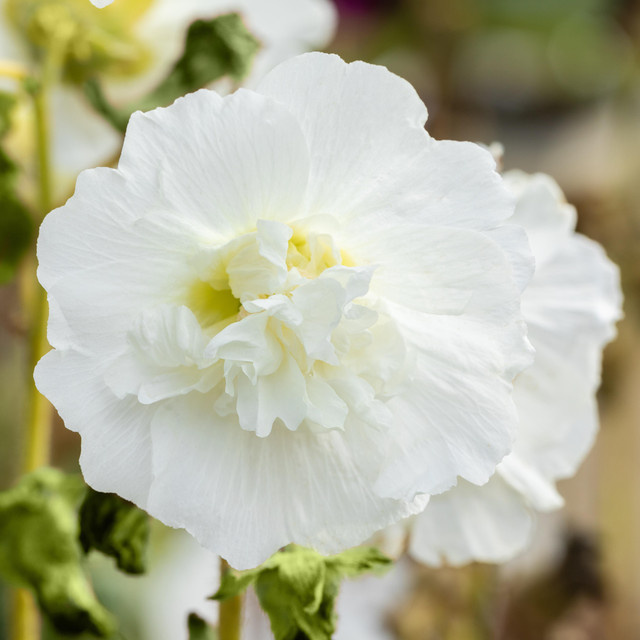 BIO Stockrose Althaea rosea Pleniflora Weiß, 3 Stück Stauden von BLUME2000 - Bild 1