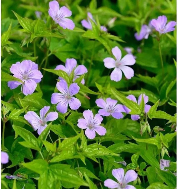 Geranium nodosum Knotiger Schatten Storchschnabel als mehrjährige Beetpflanze von Nr-01.de - Bild 1