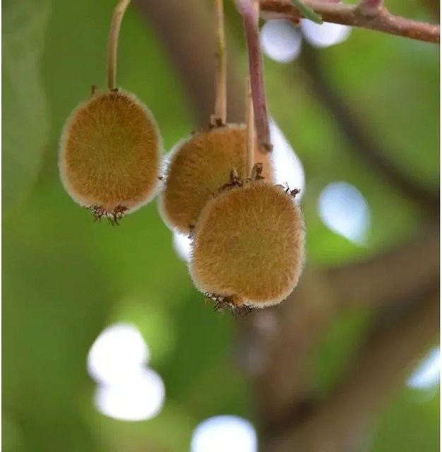 Selbstfruchtende Kiwi Jenny Actinidia chinensis Kletterpflanze von Nr-01.de, Höhe: 125-150 cm - Bild 1