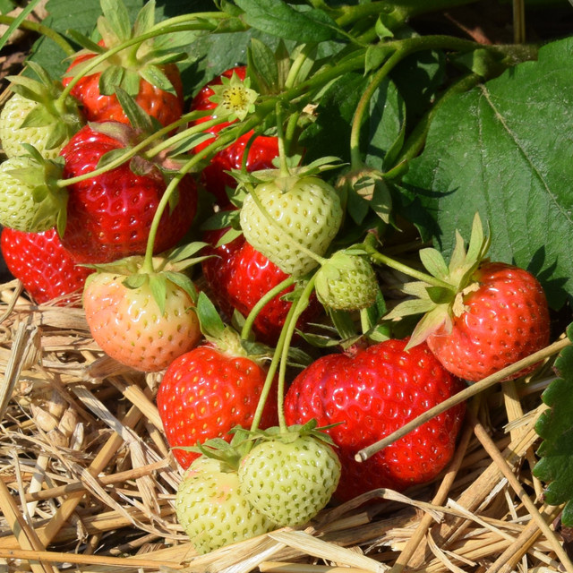 20 wurzelnackte Frigo-Erdbeere Jussara Pflanzen für Beet und Hochbeet - Bild 1