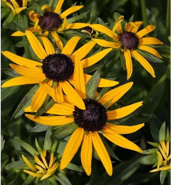 Sonnenhut Little Gold Star Rudbeckia fulgida gelbe Staude für Garten und Staudenbeete - Bild 1