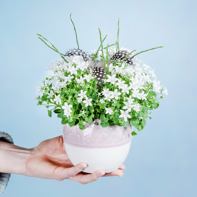Campanula Glockenblume von BLUME2000 als mehrjährige Pflanze im Topf für Beet und hellen bis halbschattigen Standort - Bild 1