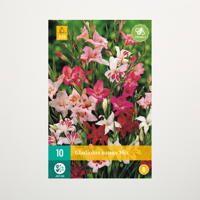 Zwerg-Gladiolen Nanus Mix von BLUME2000 mit 10 Knollen für Beete, Balkon und Terrasse - Bild 1