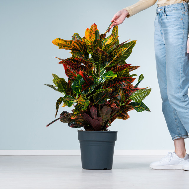 Codiaeum variegatum Wunderstrauch Excellent XL von BLUME2000 - Bild 1