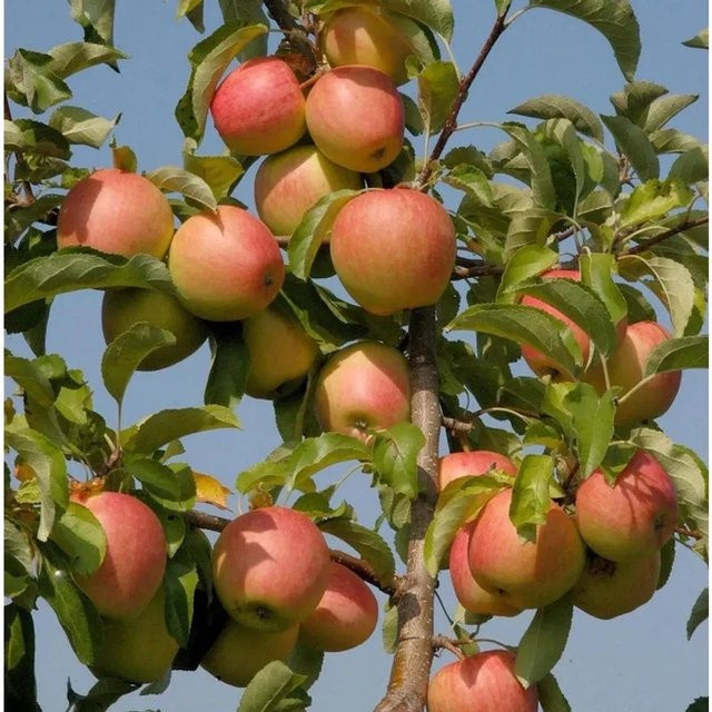 Apfelbaum Pinova Malus von Nr-01.de, rote Früchte, 60-80 cm Höhe - Bild 1