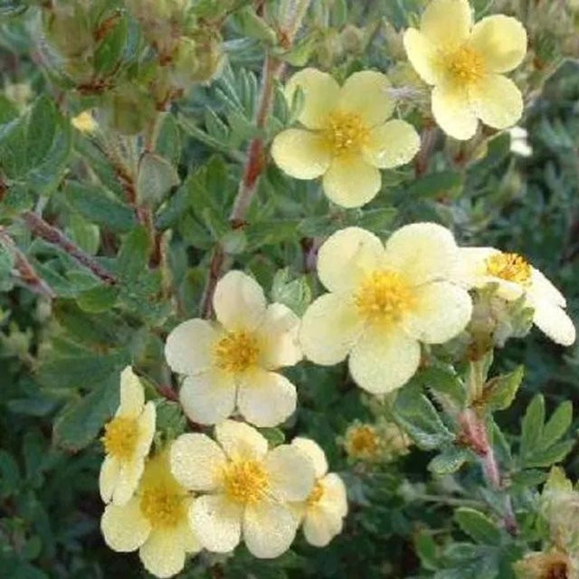 Arborix Fingerstrauch Maanelys Potentilla fruticosa mit hellgelben Blüten im Container - Bild 1