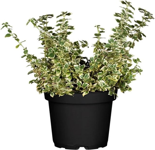 Euonymus Kriechspindel Harlequin Weiß als Bodendecker im 0,5 l Topf - Bild 1