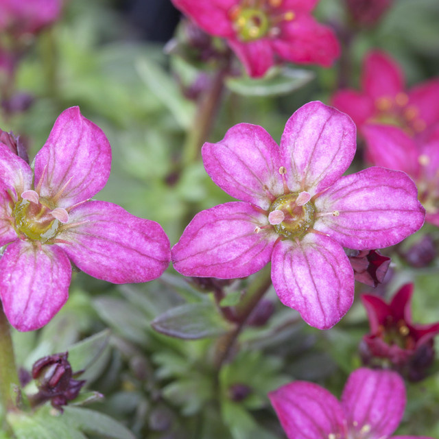 BIO Steinbrech Saxifraga in Rosa von BLUME2000, 3 Stück - Bild 1