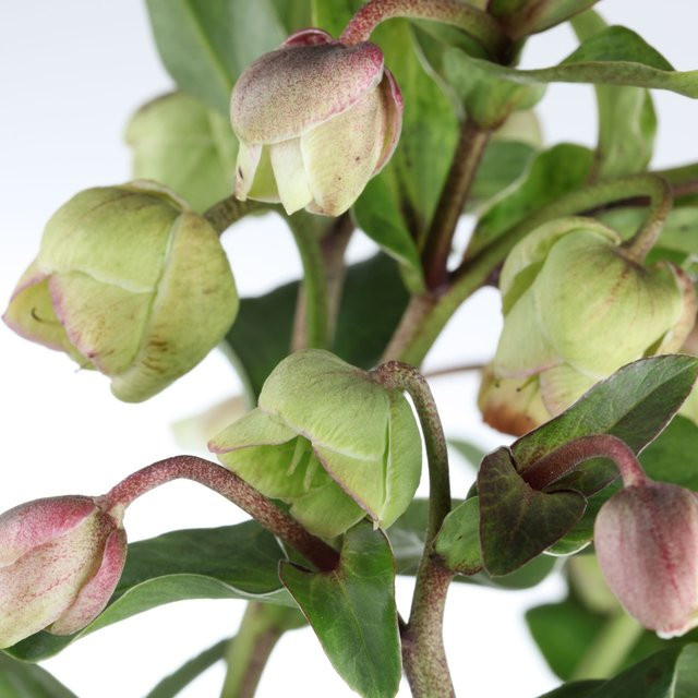 Christrose Winterbells Helleborus weiße Staude für deinen Garten - Bild 1