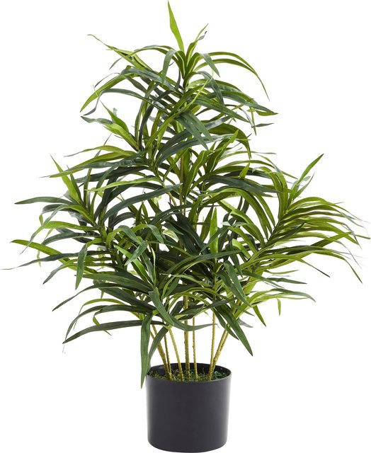 Künstliche Dracaena Reflexa Orielle von Aplanta, Höhe: 70 cm - Bild 1