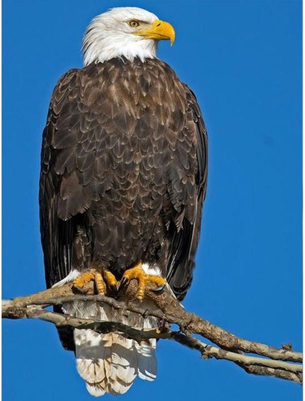 FIYO Diamond Painting Set American Eagle Motiv in Mehrfarbig, Wanddekoration B/H: 30 x 40 cm - Bild 1