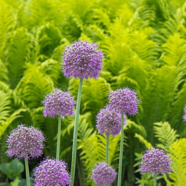 Riesenlauch Globemaster Blumenzwiebel violett von Mein schöner Garten Shop - Bild 1