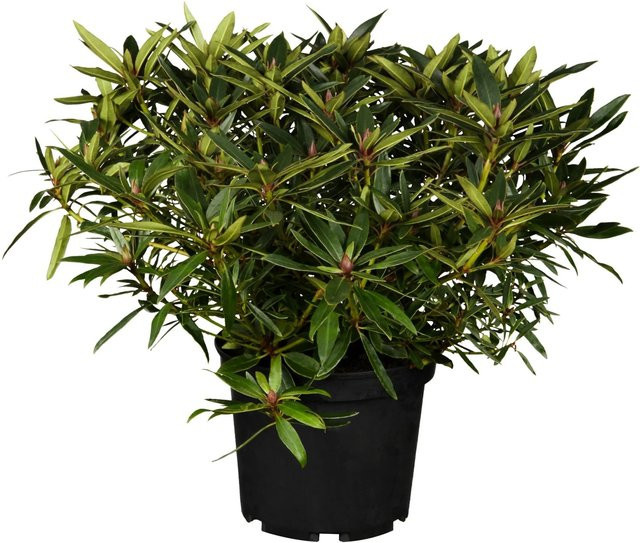 GROW by OBI Alpenrose Graziella Rhododendron in Rosa mit Topf, Höhe: 30 - 40 cm, Topf-Durchmesser: 5 cm - Bild 1