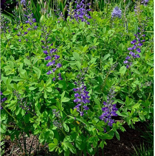 Baptisia australis Australische Färberhülse Indigo Spires von Nr-01.de, lila Strauch für Kiesgärten, Steingärten und Bauerngärten - Bild 1
