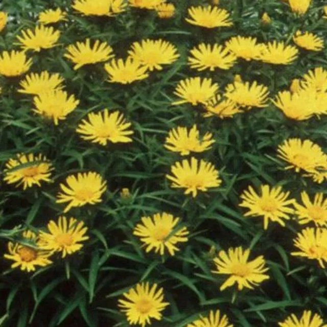6er Set Arborix Schwertblättriger Alant Inula ensifolia gelbe Beetrandpflanze im 9cm Topf - Bild 1