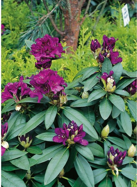 GROW by OBI Rhododendron-Hybride Polarnacht in Schwarzviolett, Höhe ca. 20-30 cm, 5l Topf - Bild 1