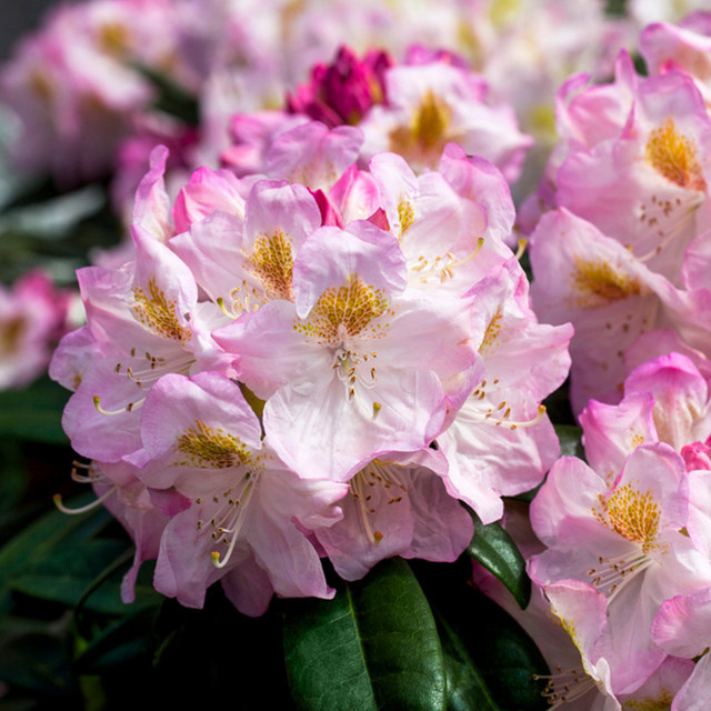 Rhododendron Brigitte weiß von Mein schöner Garten Shop - Bild 1