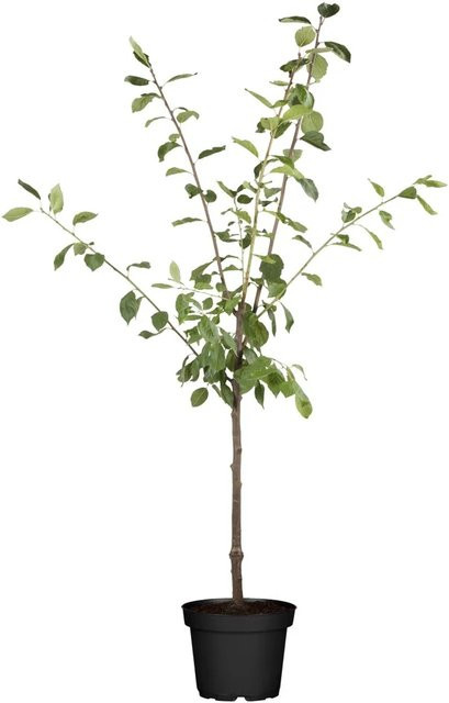 GROW by OBI Bio Zwergapfel Gelb im Topf, Fruchtbaum für den Außenbereich, Höhe: 40 - 60 cm, Topf-Durchmesser: 7,5 cm - Bild 1