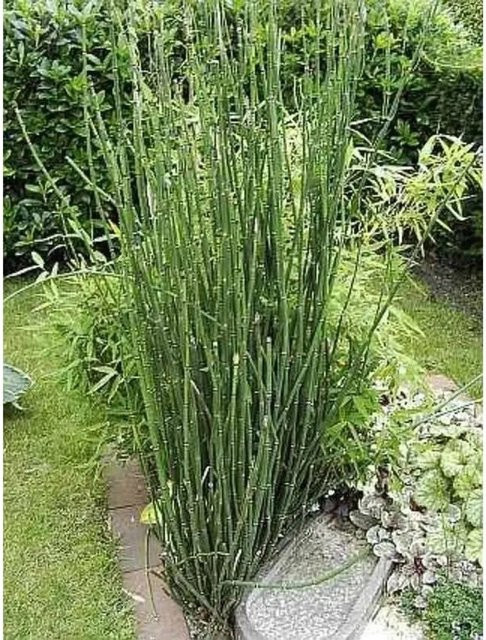 Winterschachtelhalm Equisetum hyemale als grüne Staude für das Freiland von Nr-01.de - Bild 1