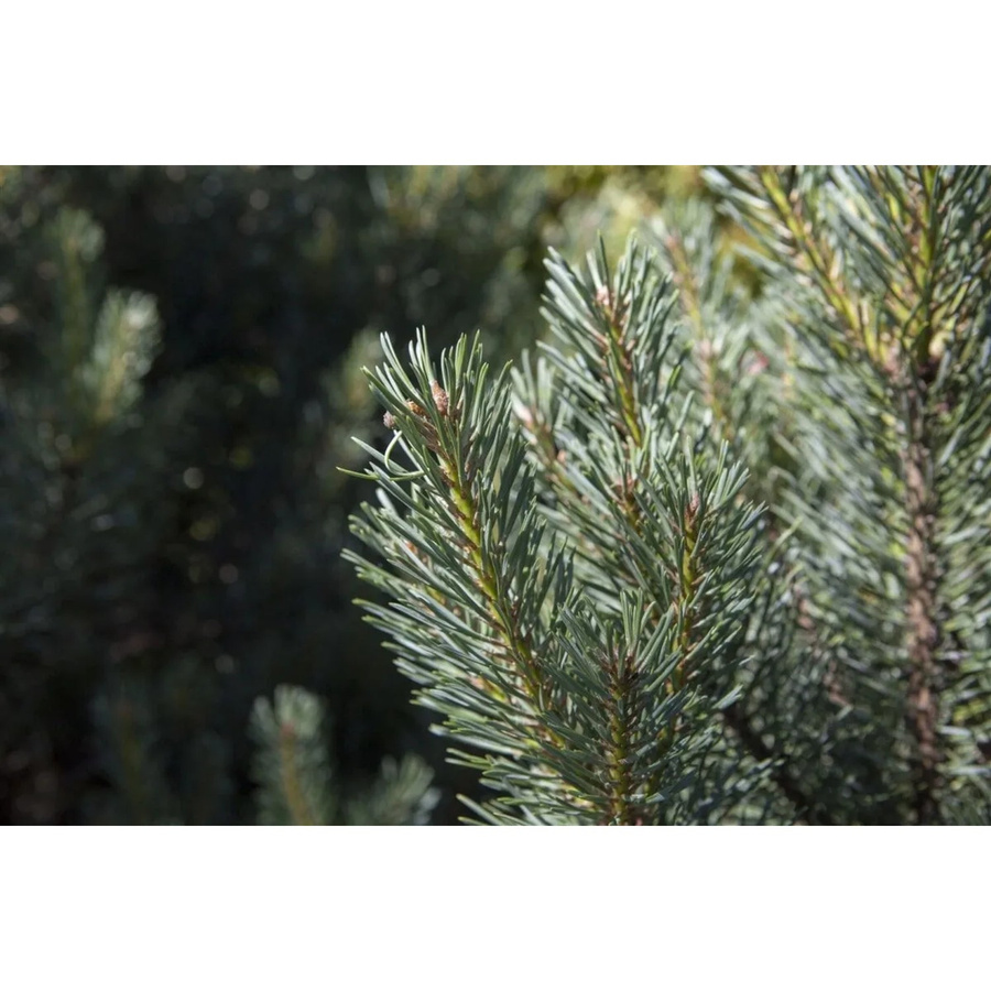 Pinus Sylvestris Watereri Kiefer Kompakt, Zierstrauch und Koniferen in Grün und Blau, Höhe: 70–80 cm - Bild 2