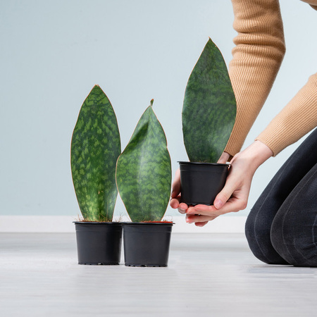 3er Set Bogenhanf Sansevieria Congo von BLUME2000, grüne Zimmerpflanze für Büro oder Badezimmer