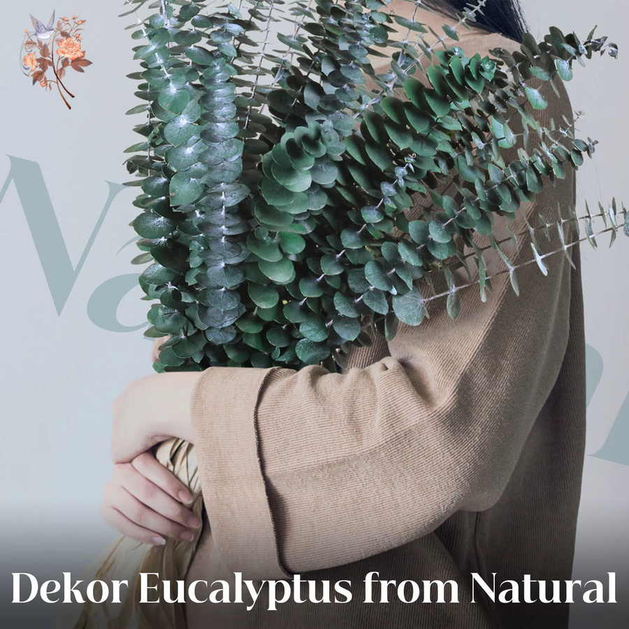 15 Stück getrockneter Eukalyptus-Silberdollar in Grün von YN HI FLOWER zur Dekoration - Bild 5