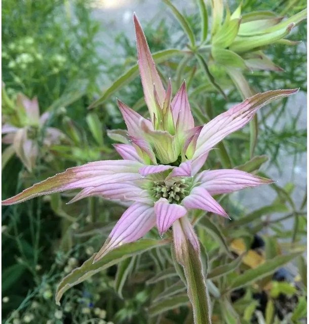 Monarda punctata Punktierte Bergamotte als mehrjährige Staude für Rabatten und Staudenbeete - Bild 1