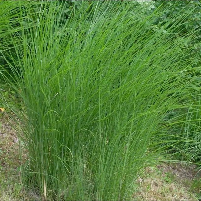 Miscanthus sinensis Chinaschilf Gracillimus im Topf, grün, für den Garten - Bild 1