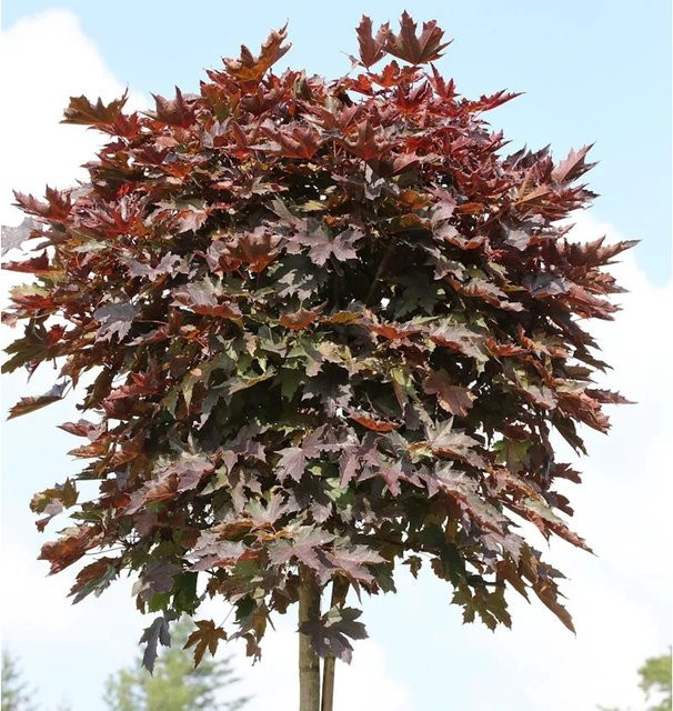 Nr-01.de Blut-Ahorn Säulenbaum Acer platanoides in Purpur und Schwarzrot, Höhe: 150 cm - Bild 1