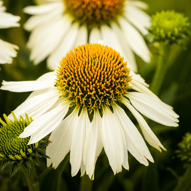 BLUME2000 Echinacea purpurea Sonnenhut White Swan, 3 Stück - Bild 1