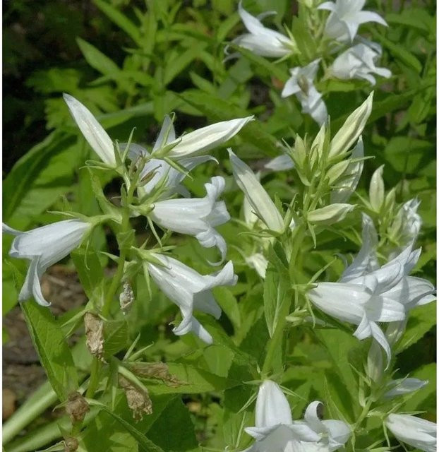 Waldglockenblume Alba Campanula atifolia in Weiß von Nr-01.de - Bild 1
