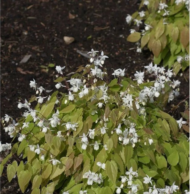 Weißblühende Elfenblume Epimedium pauciflorum als wintergrüne Staude für deinen Garten - Bild 1