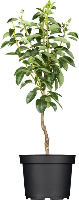 GROW by OBI Bio Butterbirne Gellerts Pyrus Obstbaum im Topf, Höhe: ca. 130 cm - Bild 1