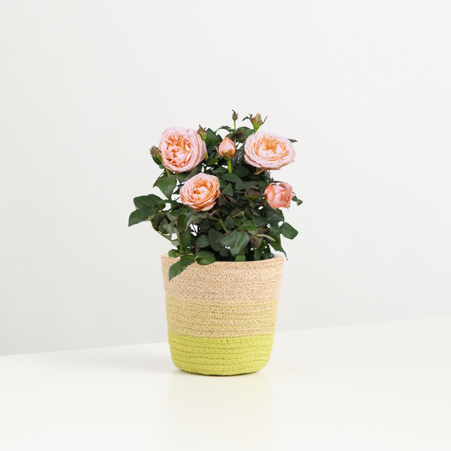 Apricot Glow Zimmerpflanze von BLUME2000 in Rosa und Orange im Topf für den Tisch - Bild 1