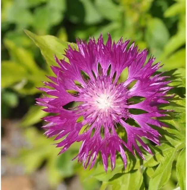 Flockenblume Steenberg Centaurea dealbata lila Staude für Naturgärten und Staudengärten - Bild 1