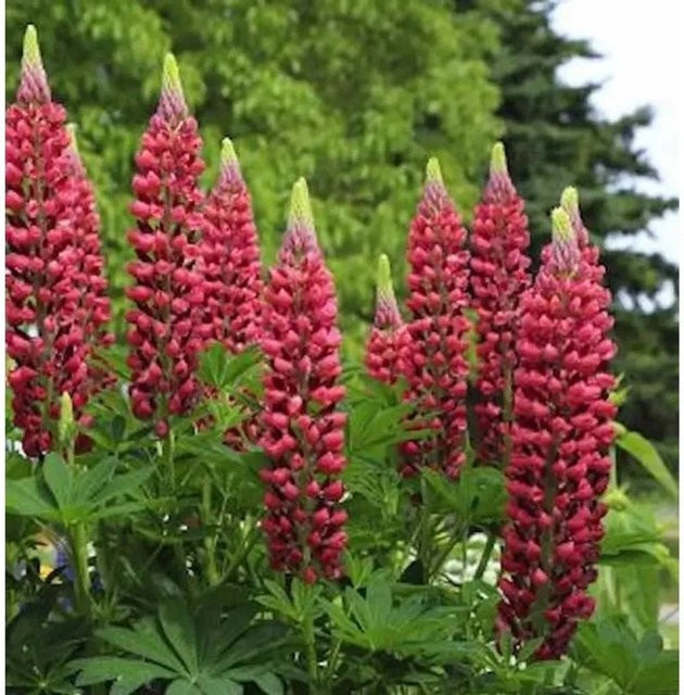 Gartenlupinie Edelknabe Lupinus polyphyllus als mehrjährige Schnittblumenpflanze für das Beet - Bild 1