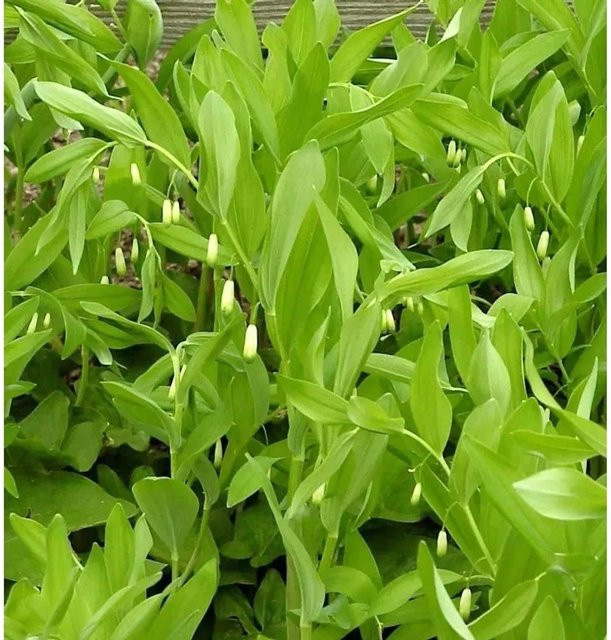 Duftendes Salomonssiegel Polygonatum odoratum als mehrjährige Staude in Grün von Nr-01.de - Bild 1