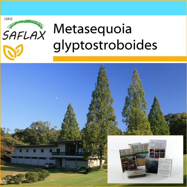 SAFLAX Geschenkset Dawn Redwood Metasequoia glyptostroboides mit 60 Samen, Geschenkbox, Karte, Etikett und Topfsubstrat - Bild 1