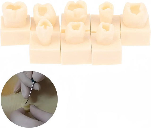 Dental Posterior Student Ausbildung Test Modell, 8-teiliges Set - Bild 1