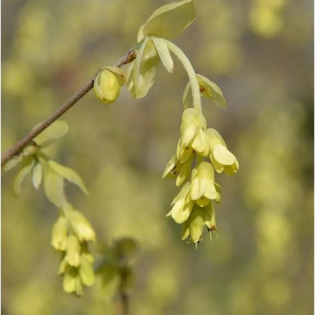 Ährige Scheinhasel Corylopsis spicata in grüngelb, Höhe: 80-100 cm - Bild 1