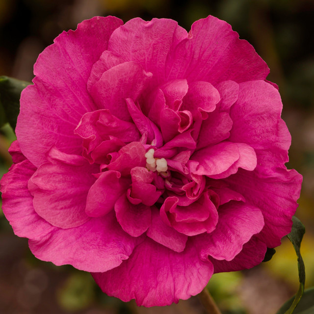 Garten Hibiskus Magenta Chiffon® von Mein schöner Garten Shop, violett-rosa Zierstrauch für Sommer und Herbst - Bild 1