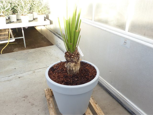 Yucca Faxoniana Palmilla, winterhart bis -20C, Höhe: 130 cm, Stamm: 23 cm, Grün in Grau und Grün - Bild 1